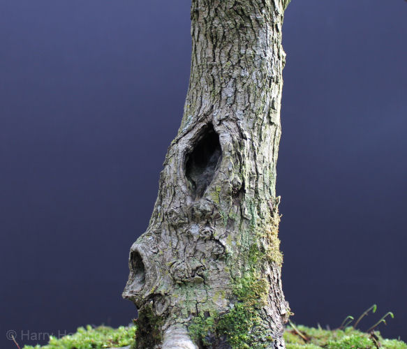 hawthorn bonsai